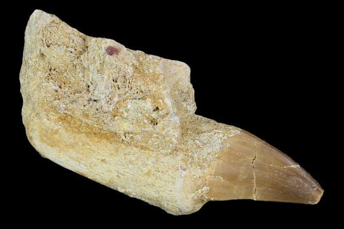 Fossil Rooted Mosasaur (Prognathodon) Tooth - Morocco #118376